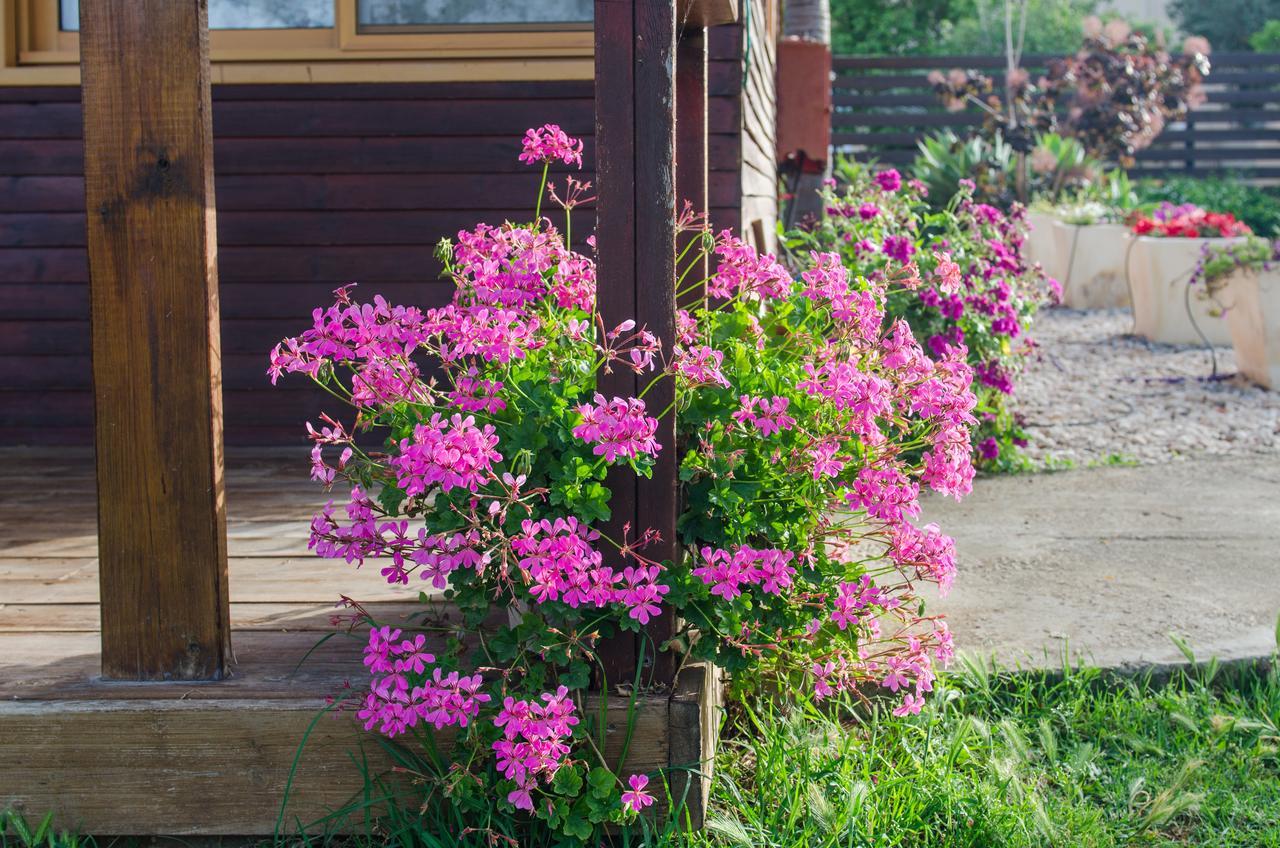 Вілла Tal Nof Cabins Manot Екстер'єр фото